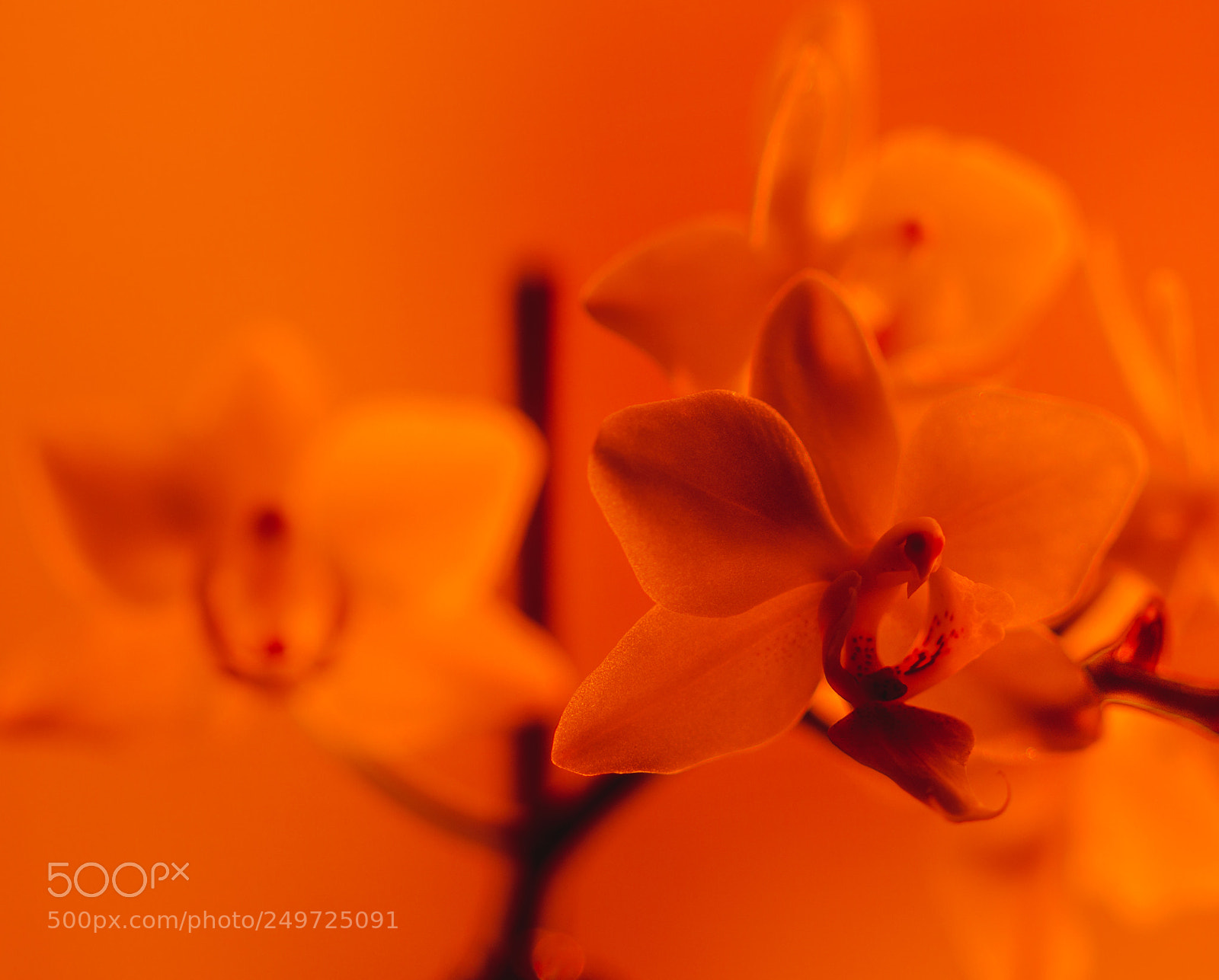 Canon EOS 70D sample photo. Mg photography