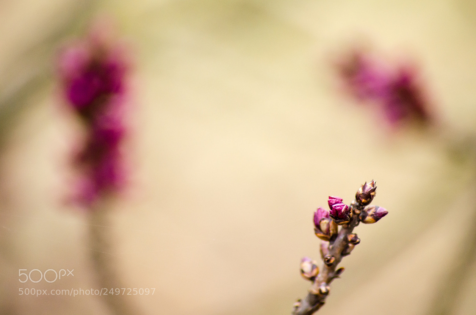 Nikon D5100 sample photo. Serie of magenta photography