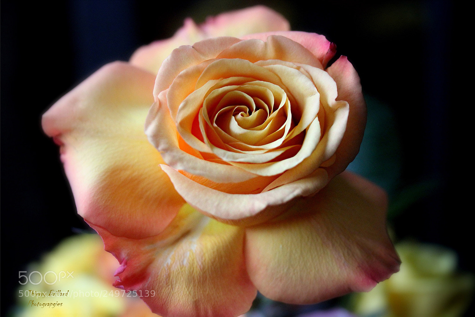 Canon EOS 600D (Rebel EOS T3i / EOS Kiss X5) sample photo. Rose orangée photography