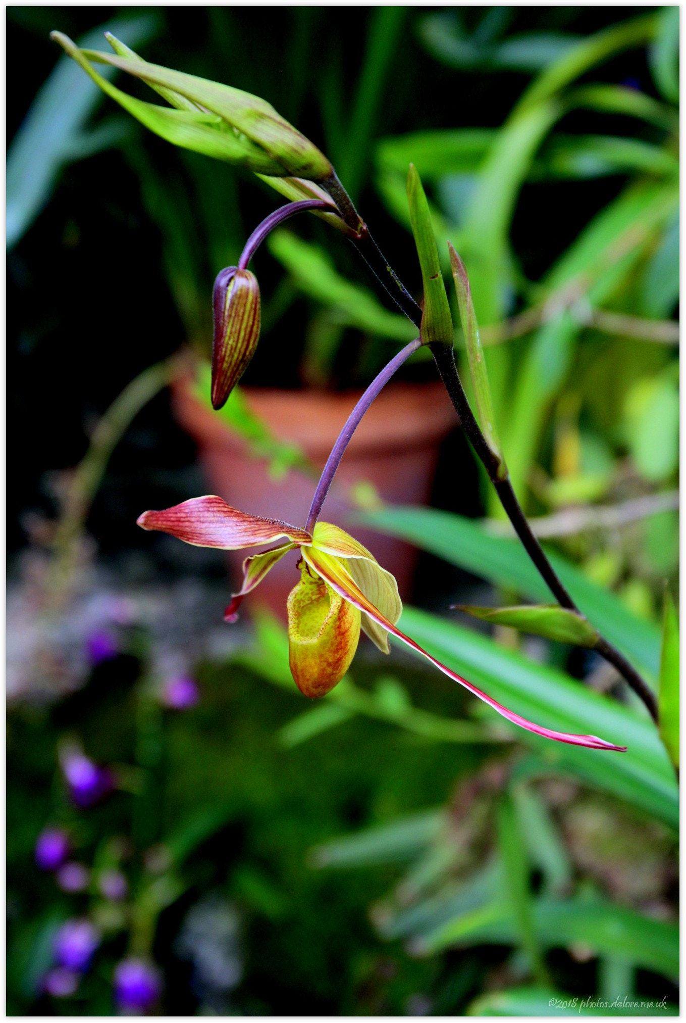 Canon EOS 60D + Canon EF 24-70mm F4L IS USM sample photo. From the orchid festival at the kew gardens photography