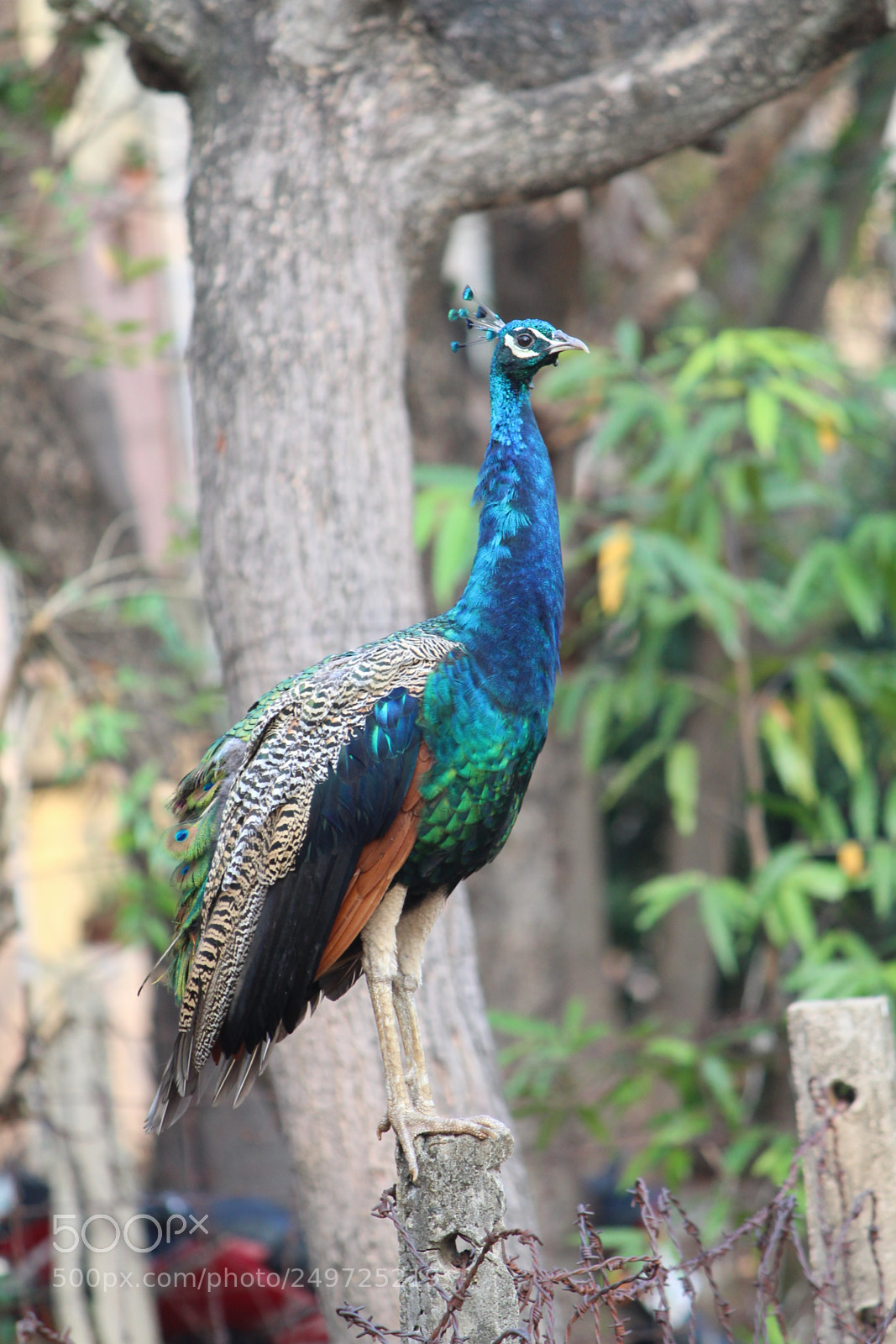 Canon EF-S 55-250mm F4-5.6 IS II sample photo. Peacock photography