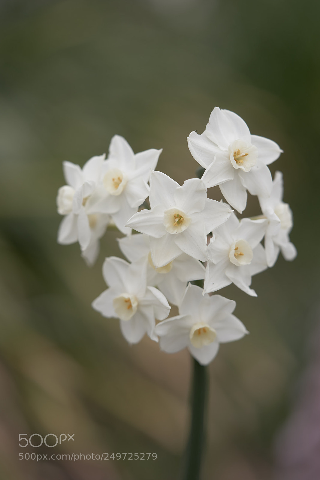Sony a7 sample photo. Flowers 6240 photography