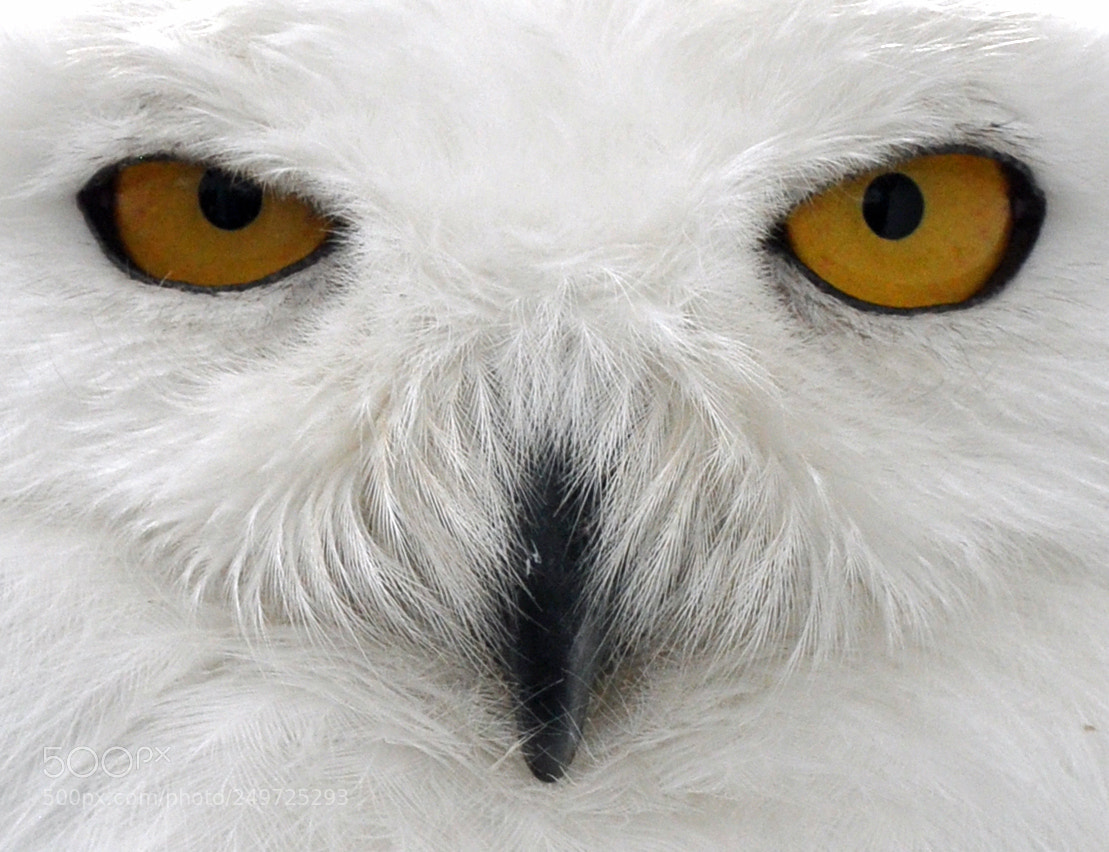Nikon D90 sample photo. Snow owl photography