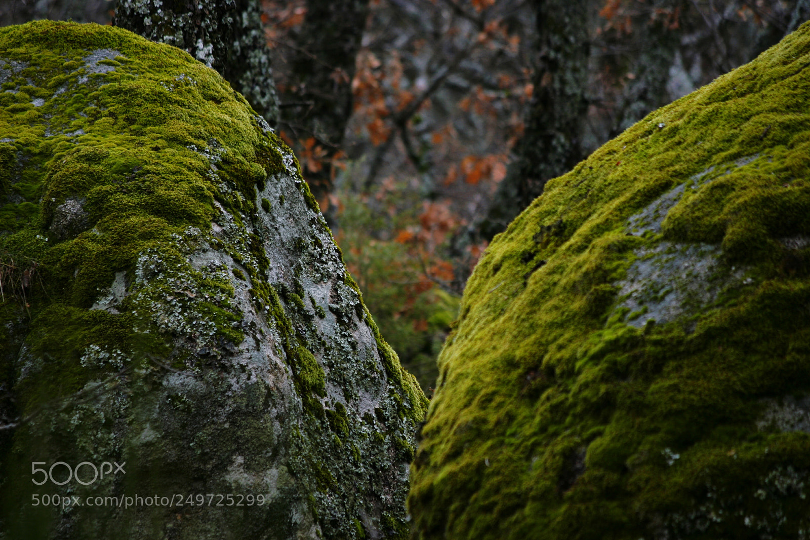 Canon EOS 30D sample photo. Mossy stones photography