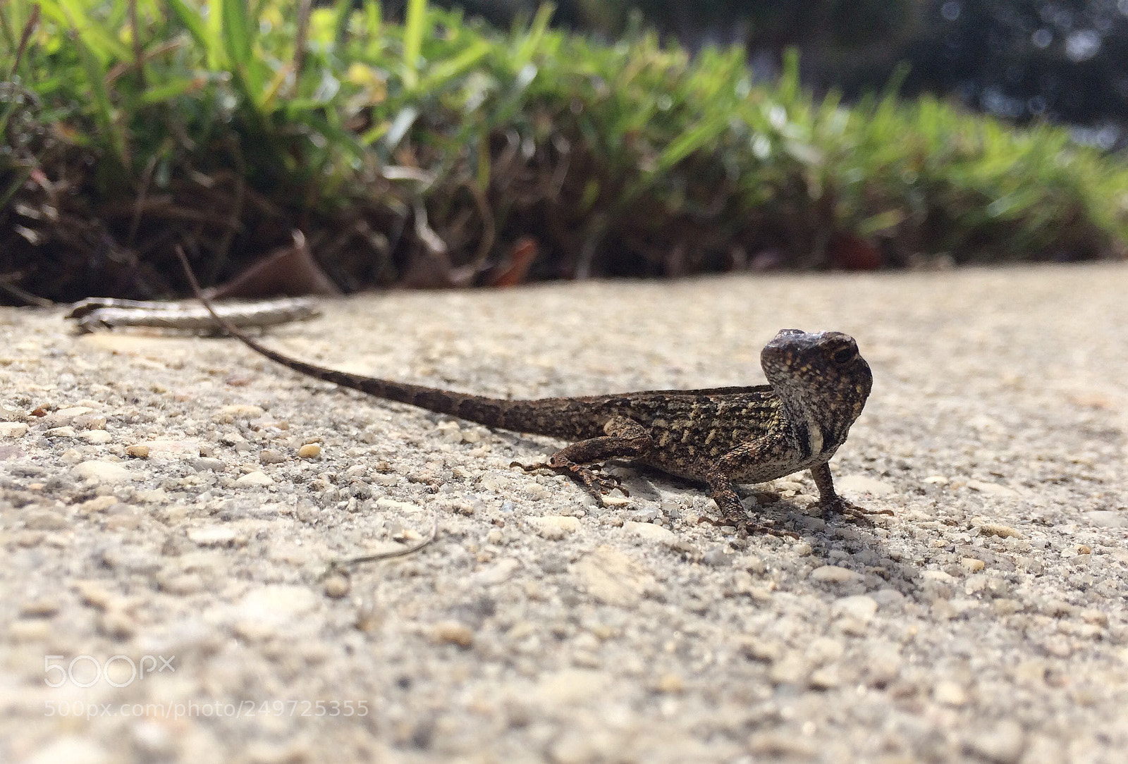 Apple iPhone 5s sample photo. Bold photography