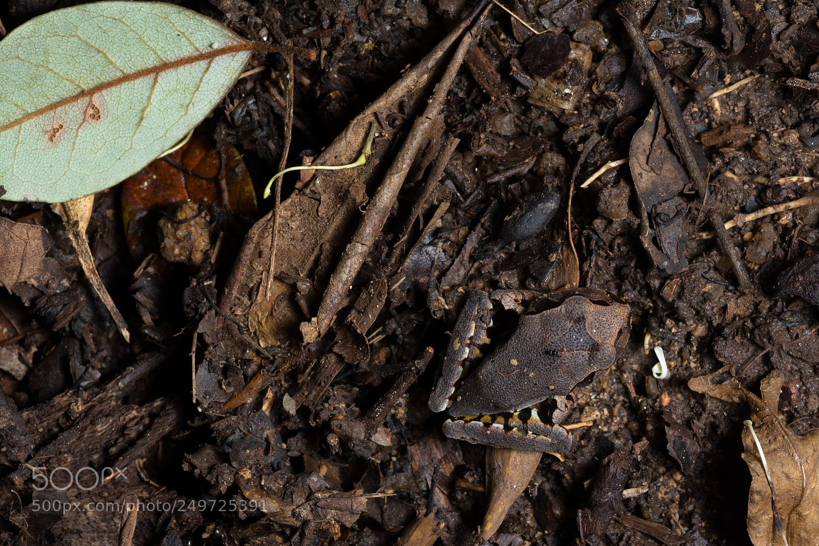 Nikon D5200 sample photo. Young barred frog mixophyes photography