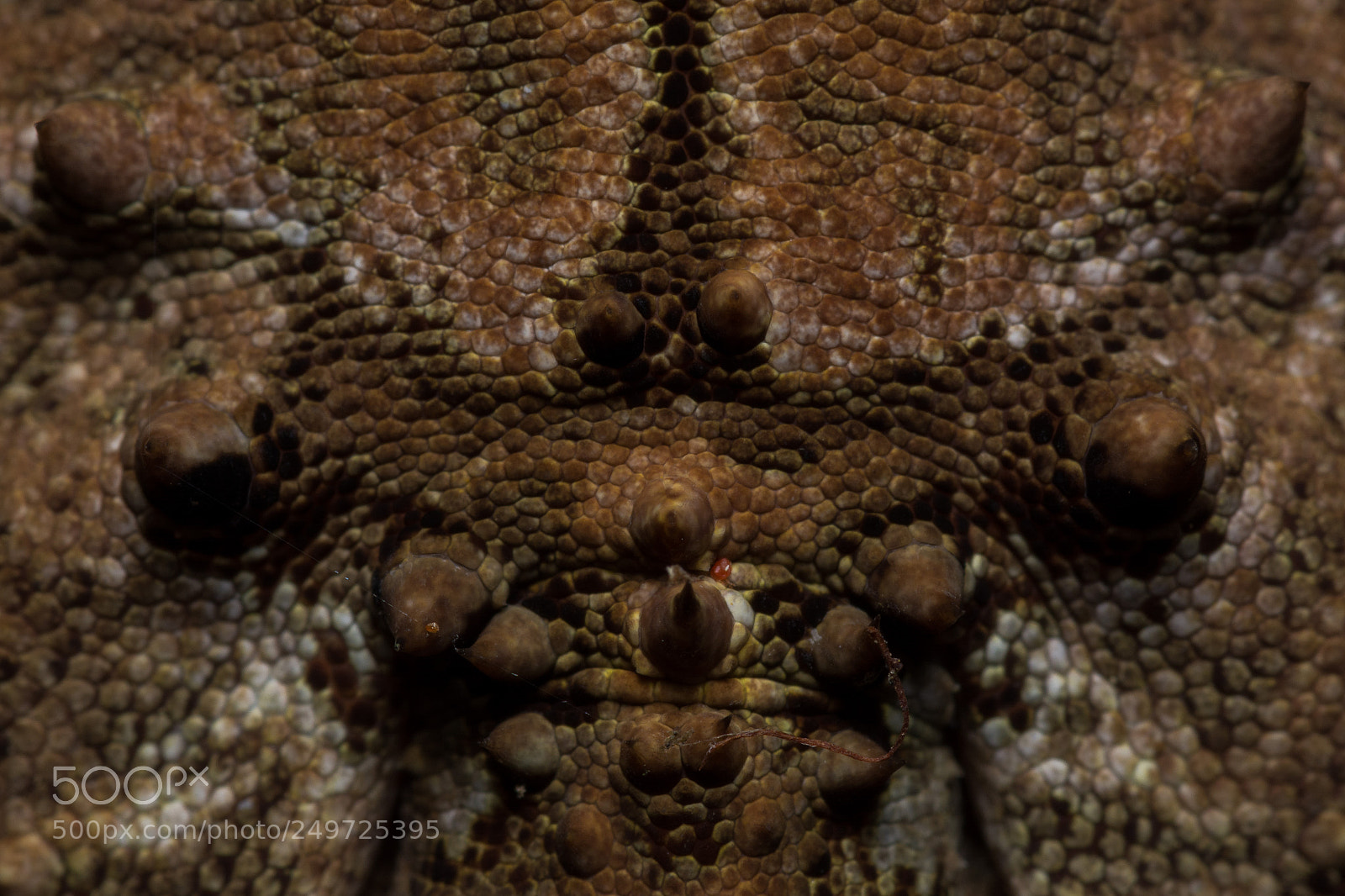 Nikon D5200 sample photo. Mountains on gecko photography