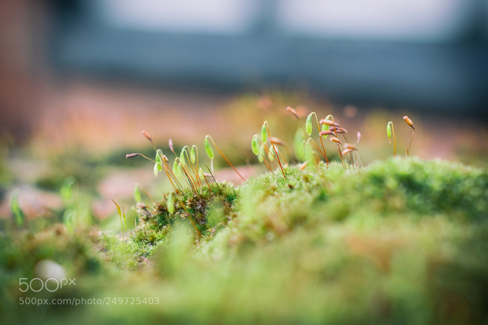 Nikon D7100 sample photo. Moss photography