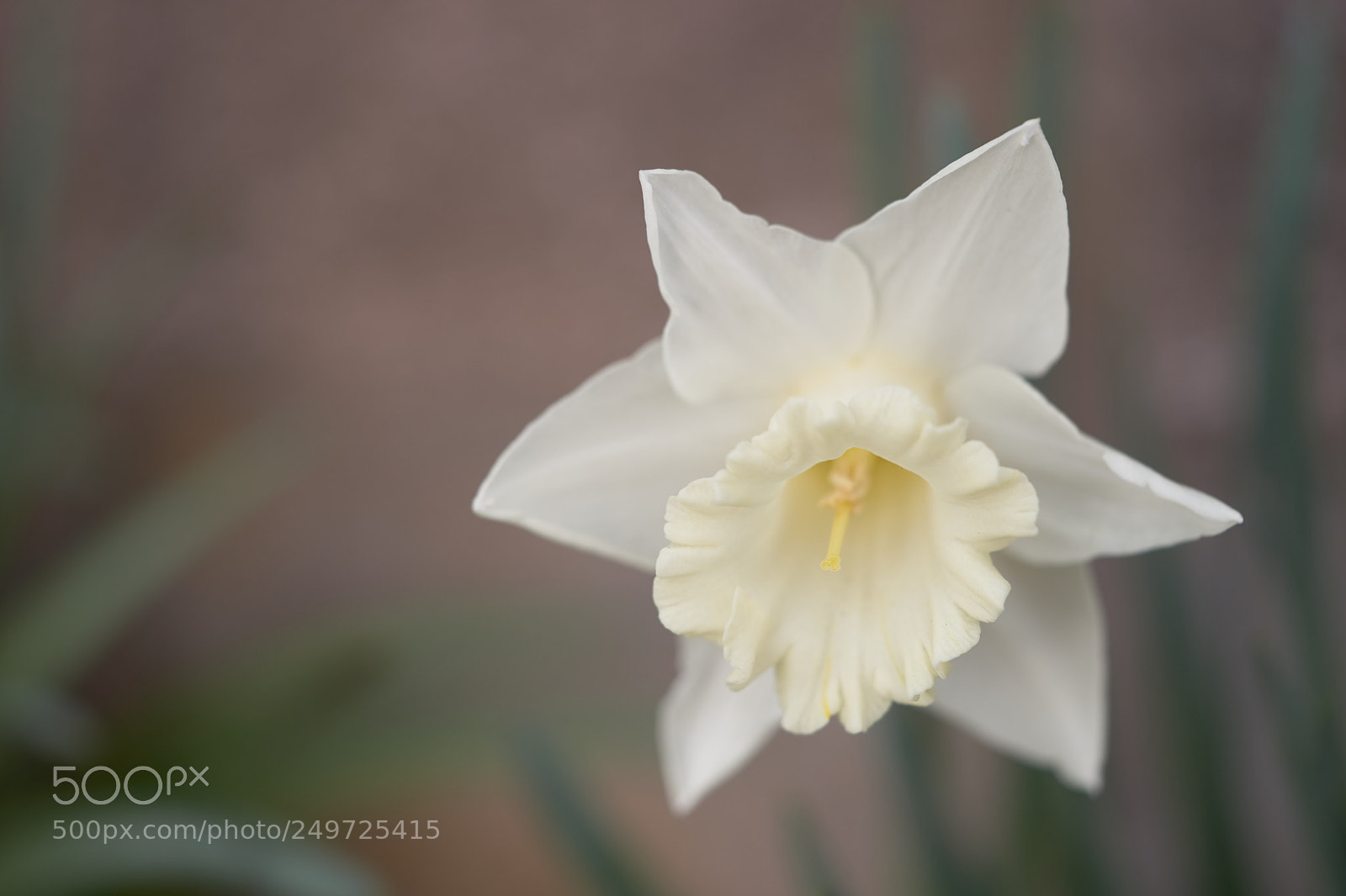 Sony a7 sample photo. Flowers 6241 photography