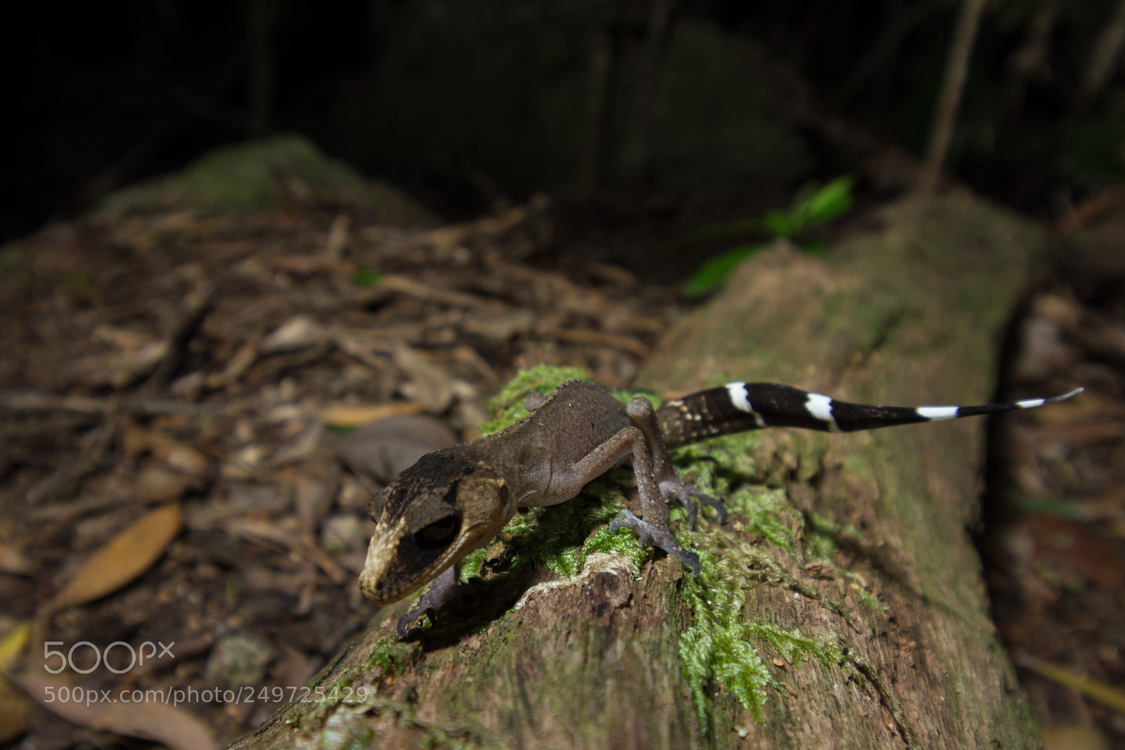 Nikon D5200 sample photo. Chameleon gecko (carphodactylus laevis) photography