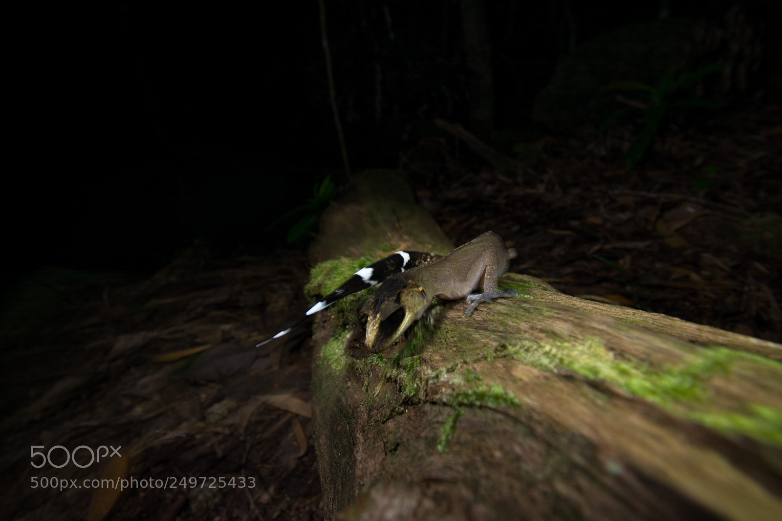 Nikon D5200 sample photo. Chameleon gecko (carphodactylus laevis) photography