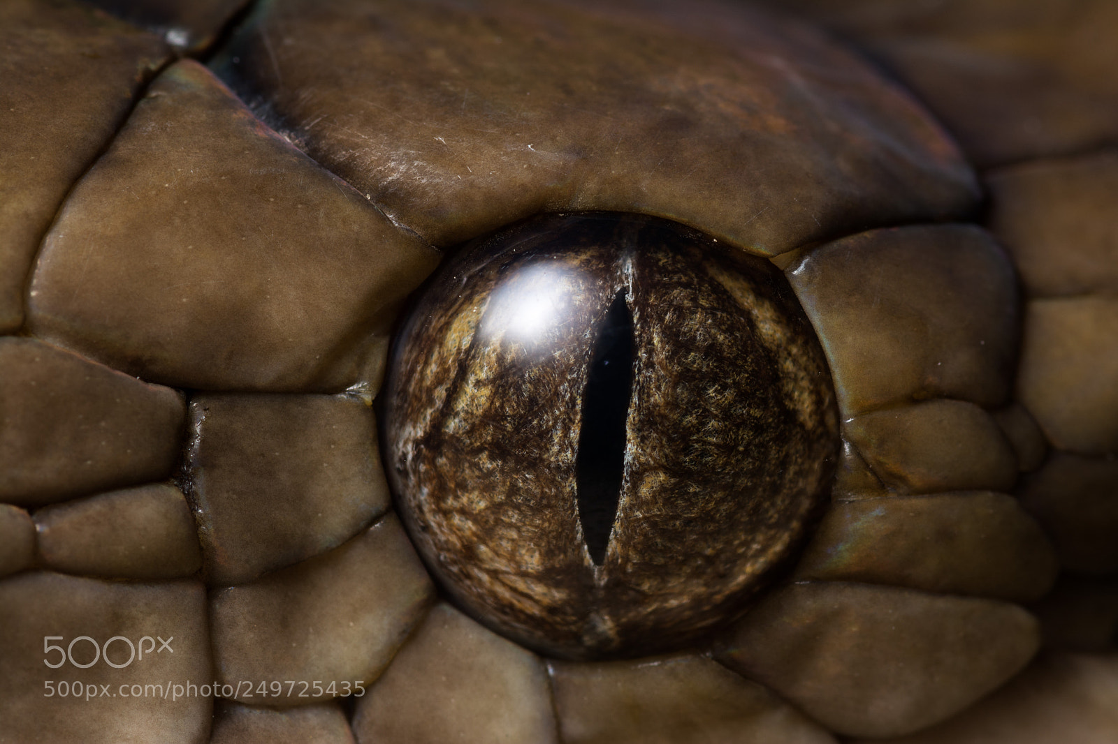 Nikon D5200 sample photo. Eye of a giant photography
