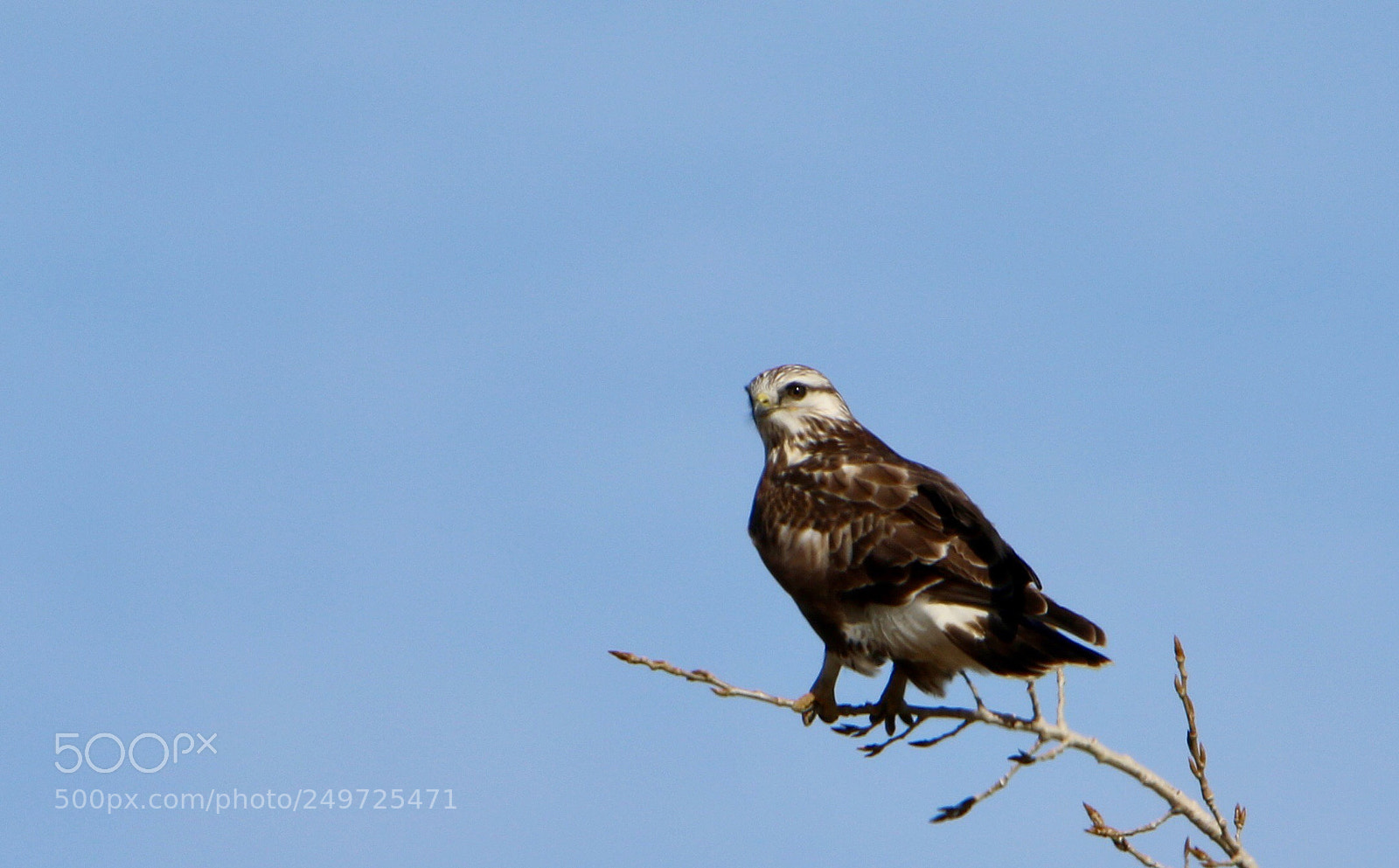 Canon EOS 7D Mark II sample photo. Hawk photography