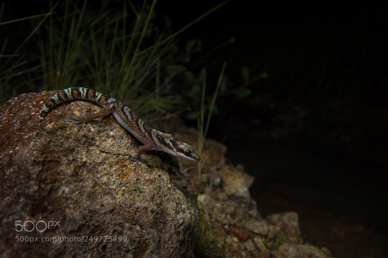 Nikon D5200 sample photo. Northern velvet gecko oedura photography