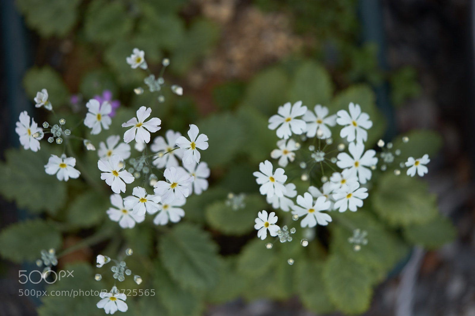 Sony a7 sample photo. Flowers 6242 photography