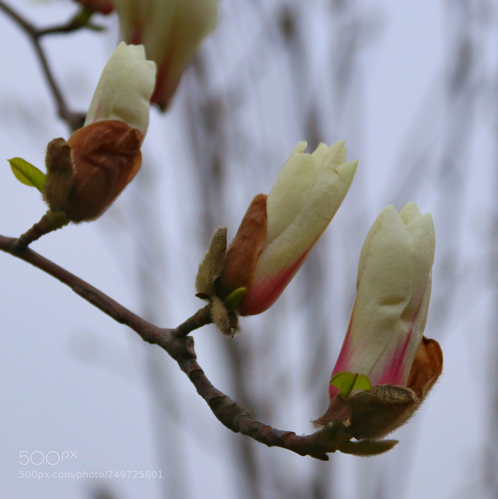 Canon EOS 80D sample photo. 含苞的玉兰 photography