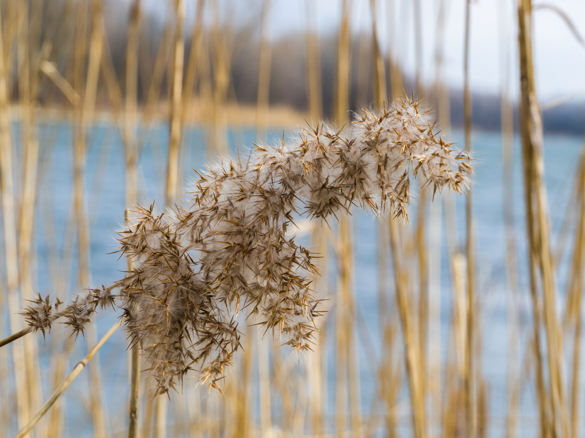 Leica TL2 sample photo. Reed bloom photography