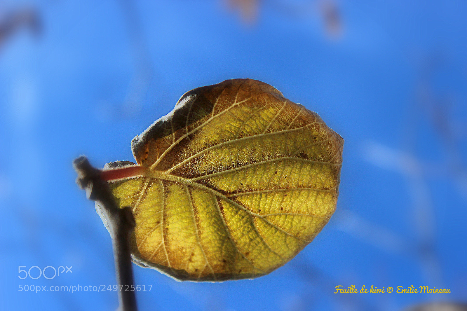 Canon EOS 600D (Rebel EOS T3i / EOS Kiss X5) sample photo. Feuille de kiwi photography