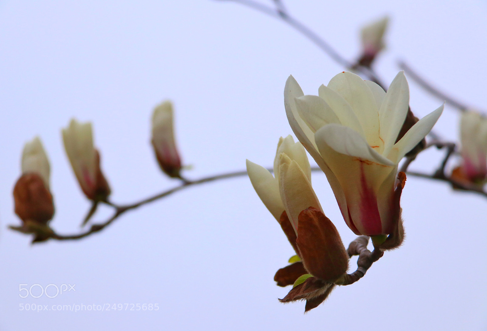 Canon EOS 80D sample photo. 玉兰花开 photography