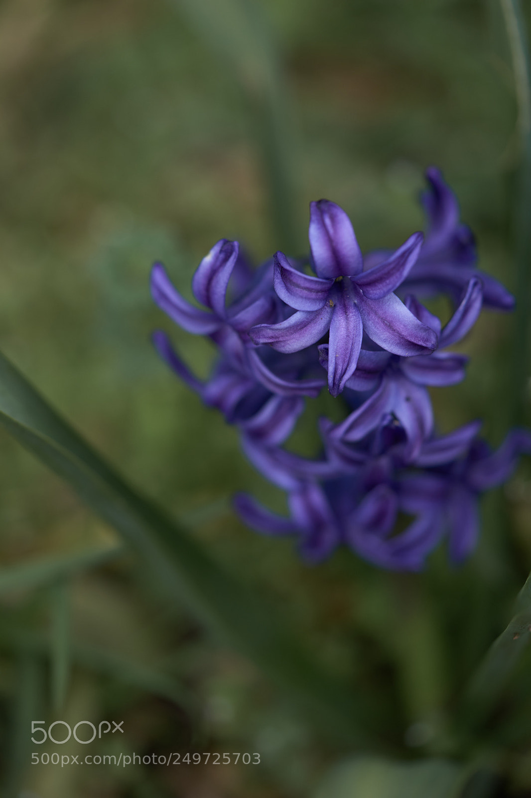 Sony a7 sample photo. Flowers 6243 photography