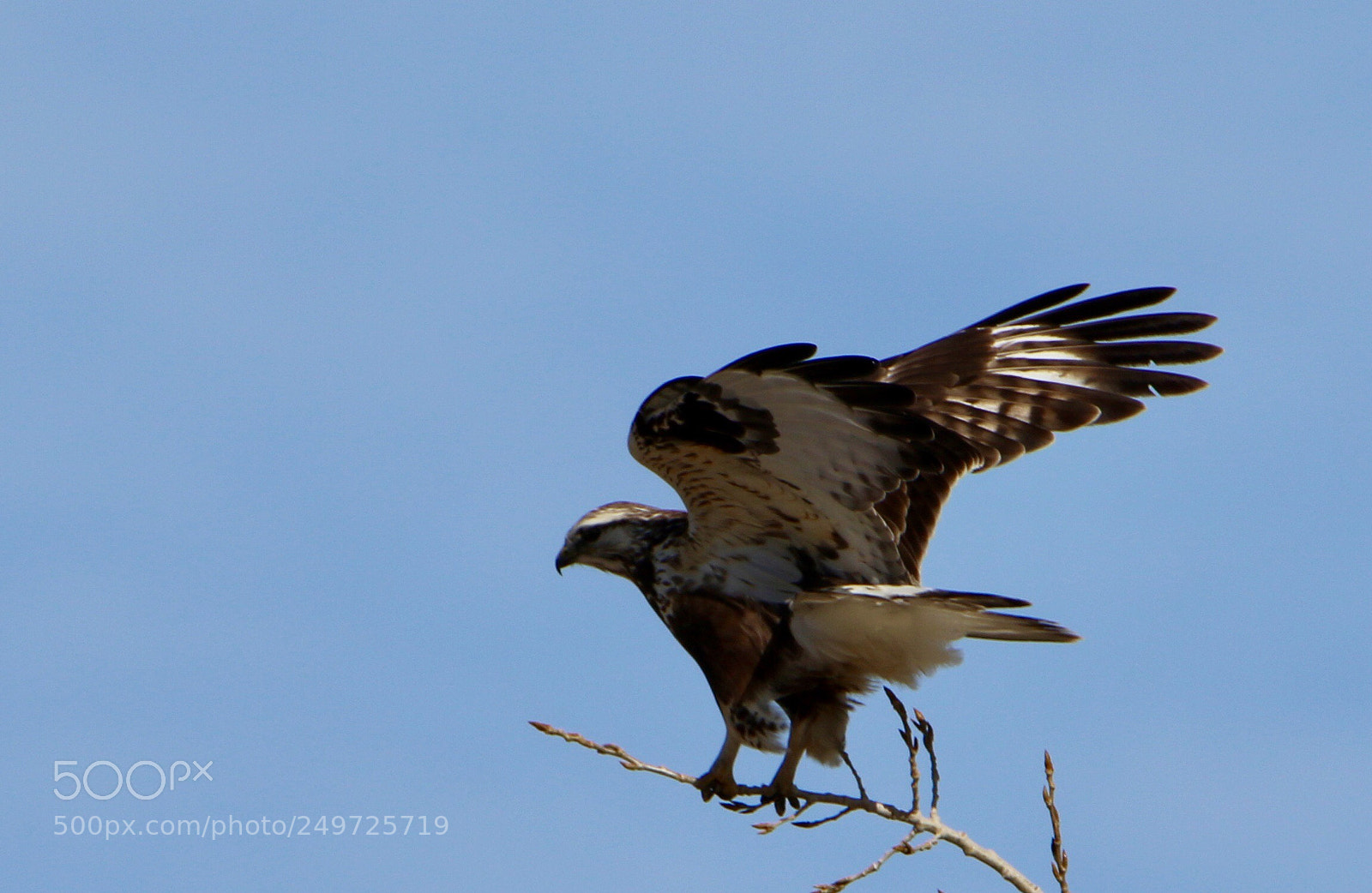 Canon EOS 7D Mark II sample photo. Hawk leaving perch photography