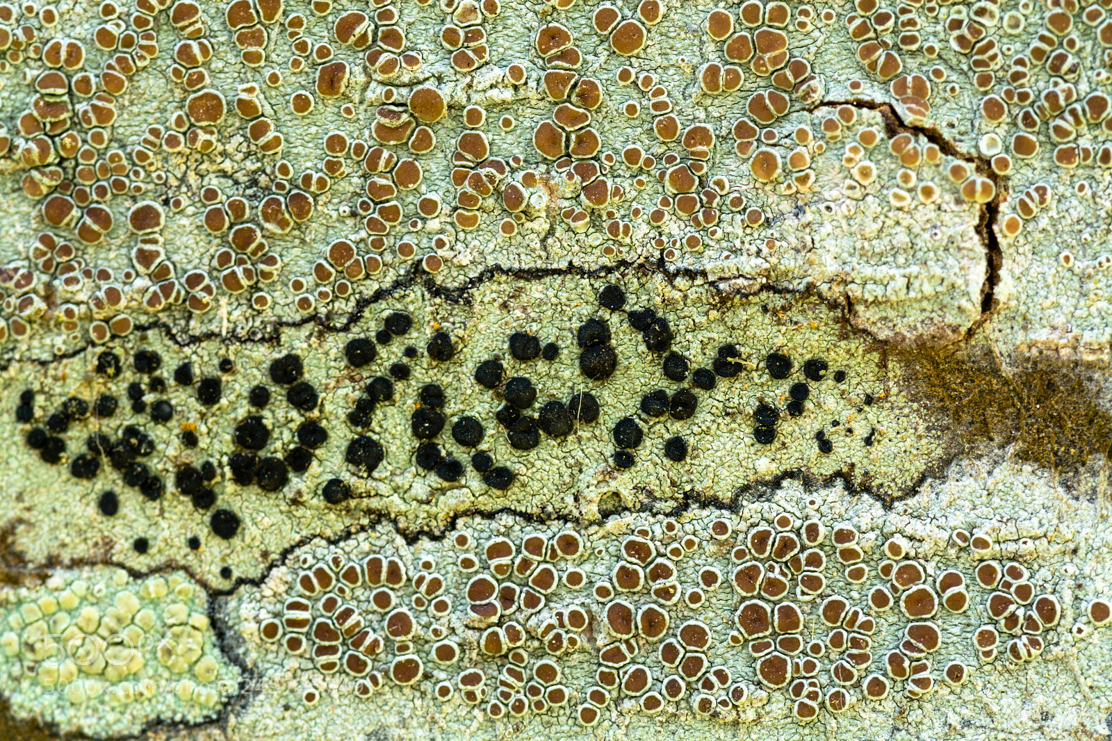 Nikon D7100 sample photo. Lichen i photography