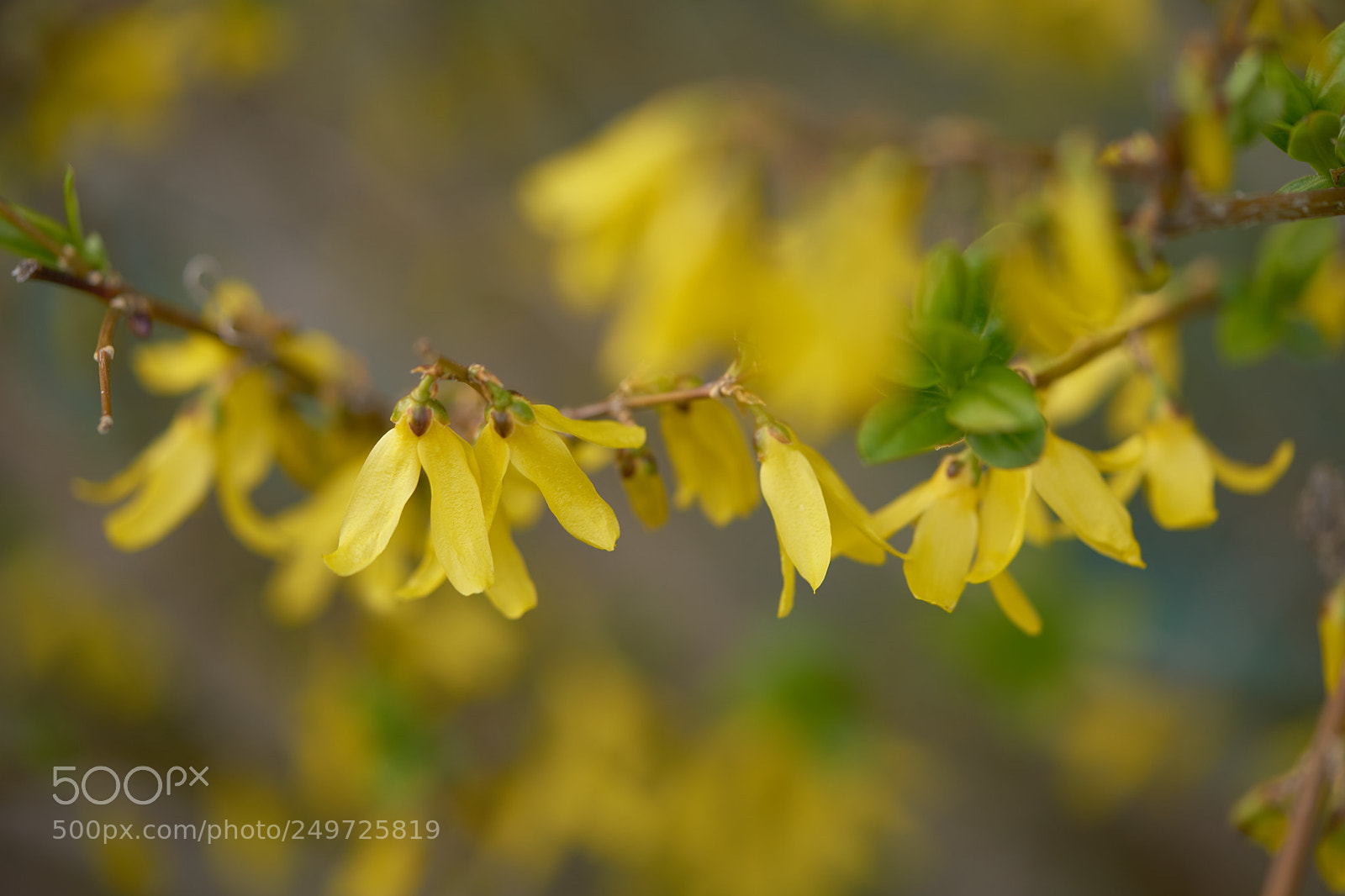 Sony a7 sample photo. Flowers 6244 photography