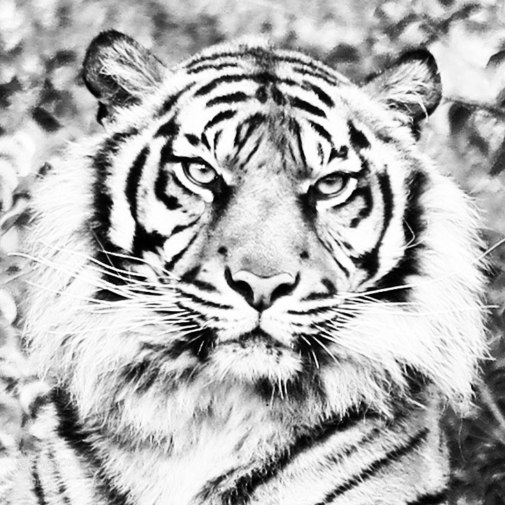 Canon PowerShot G1 X Mark II sample photo. Tiger at the lisboa photography