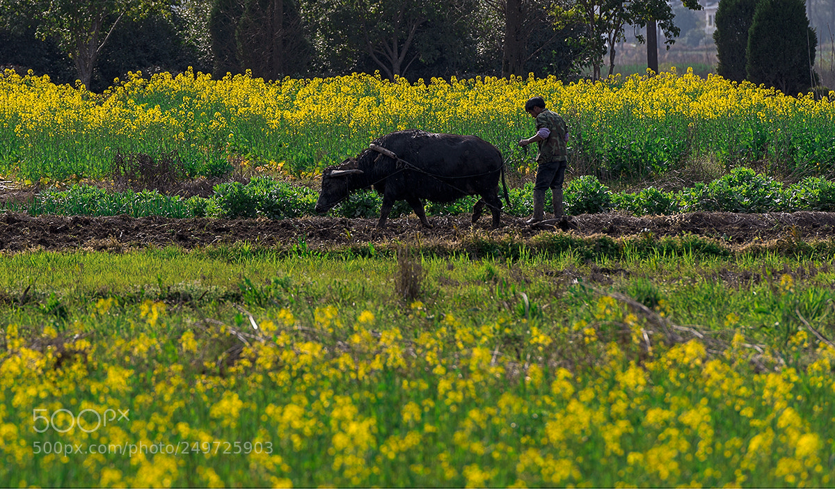 Nikon D800E sample photo. Spring ploughing photography