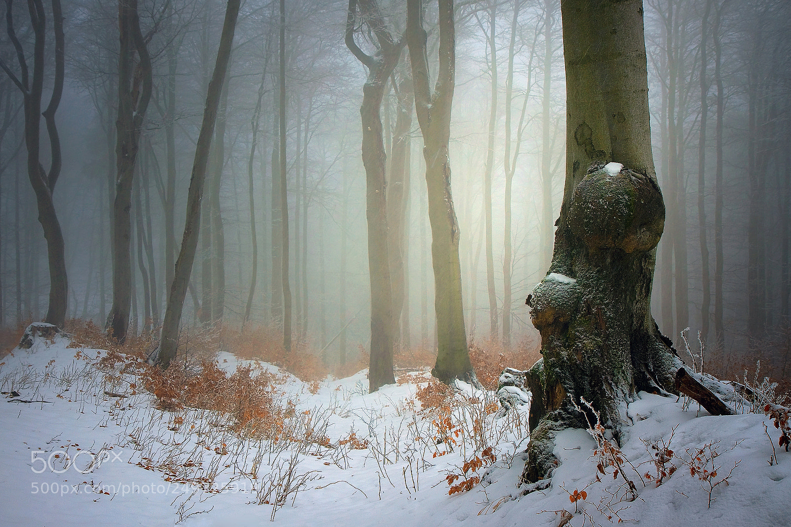 Canon EOS 50D sample photo. ...in foggy forest photography