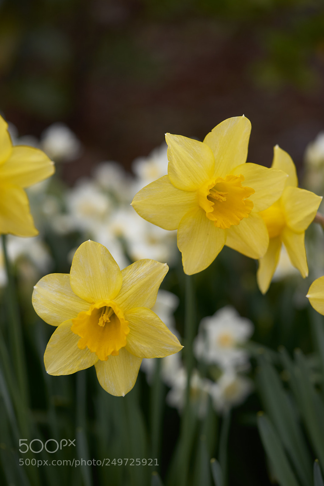 Sony a7 sample photo. Flowers 6245 photography