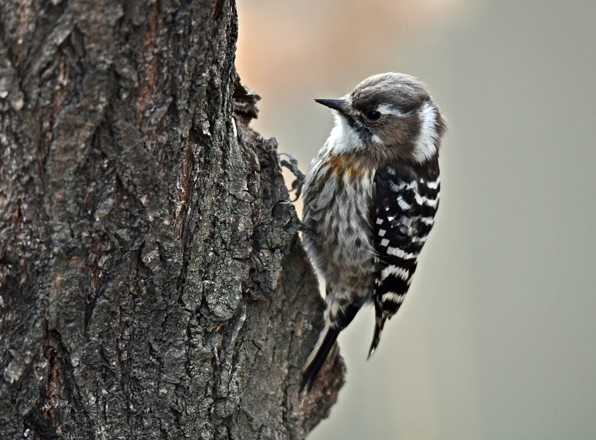 Nikon D850 + Sigma 150-600mm F5-6.3 DG OS HSM | S sample photo. Japanese pygmy woodpecker photography