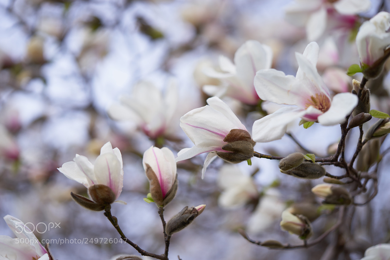 Sony a7 sample photo. Flowers 6246 photography
