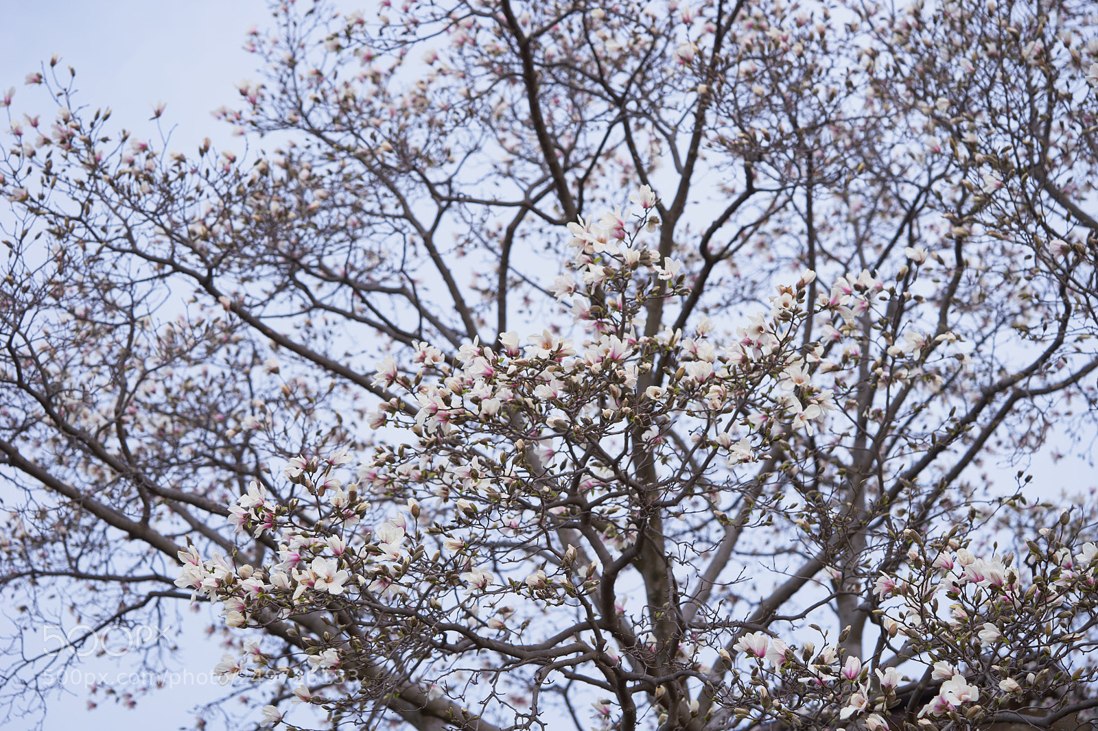 Sony a7 sample photo. Flowers 6247 photography