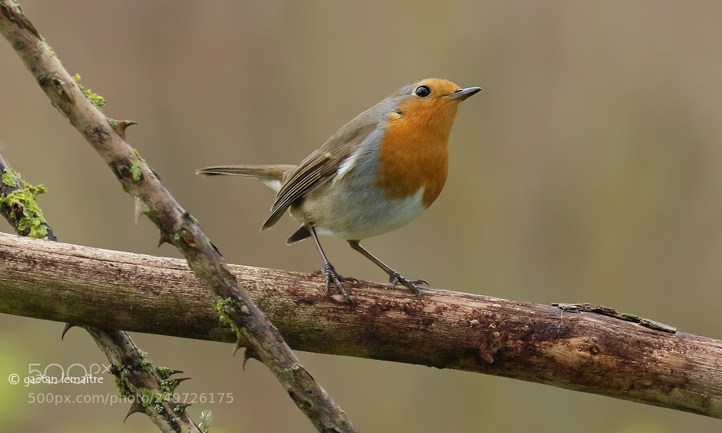 Canon EOS 7D Mark II sample photo. **robin..** photography