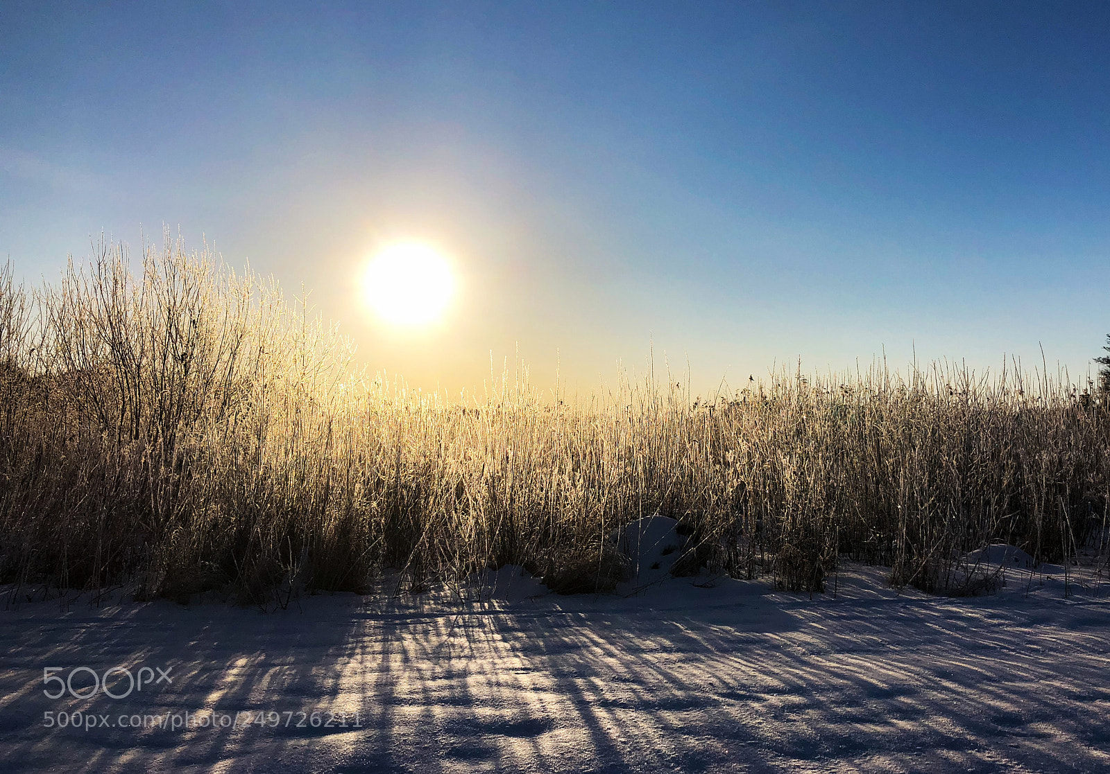 Apple iPhone X sample photo. Frosty morning photography