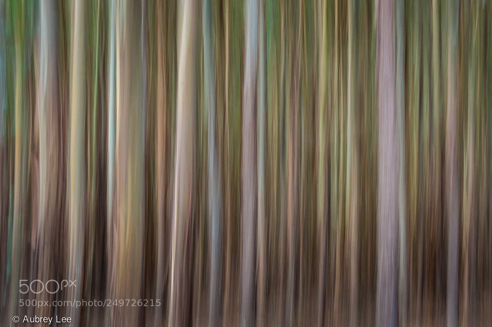 Nikon D610 sample photo. Sea of trees photography