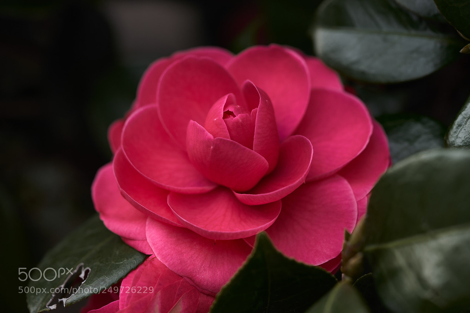Sony a7 sample photo. Flowers 6248 photography