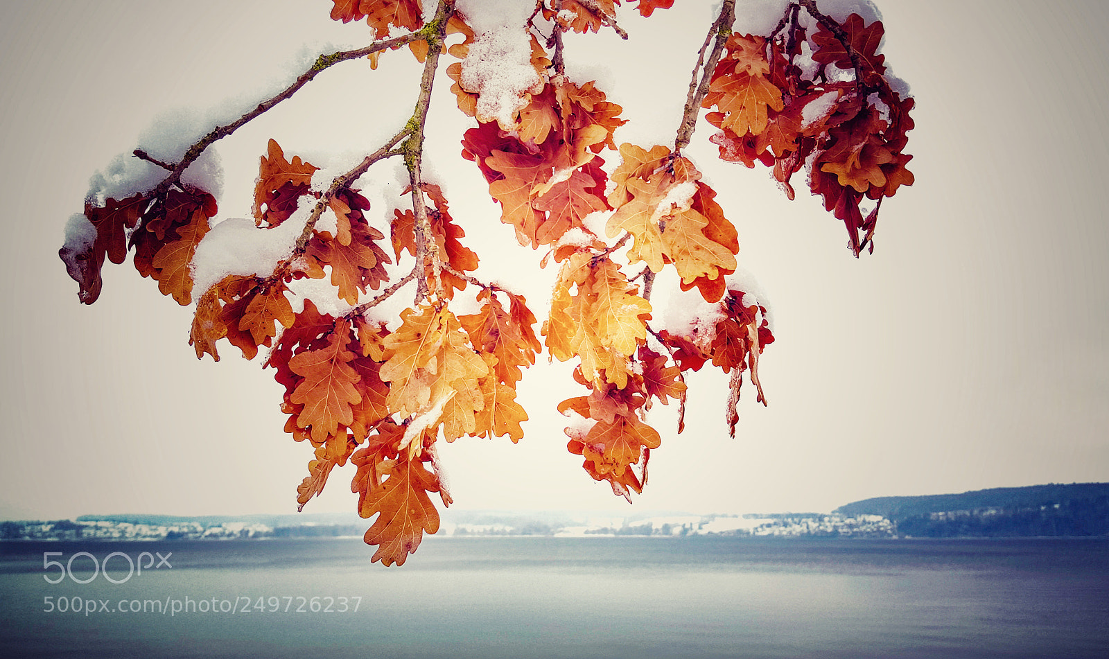 Samsung Galaxy S6 sample photo. Winter leaves photography