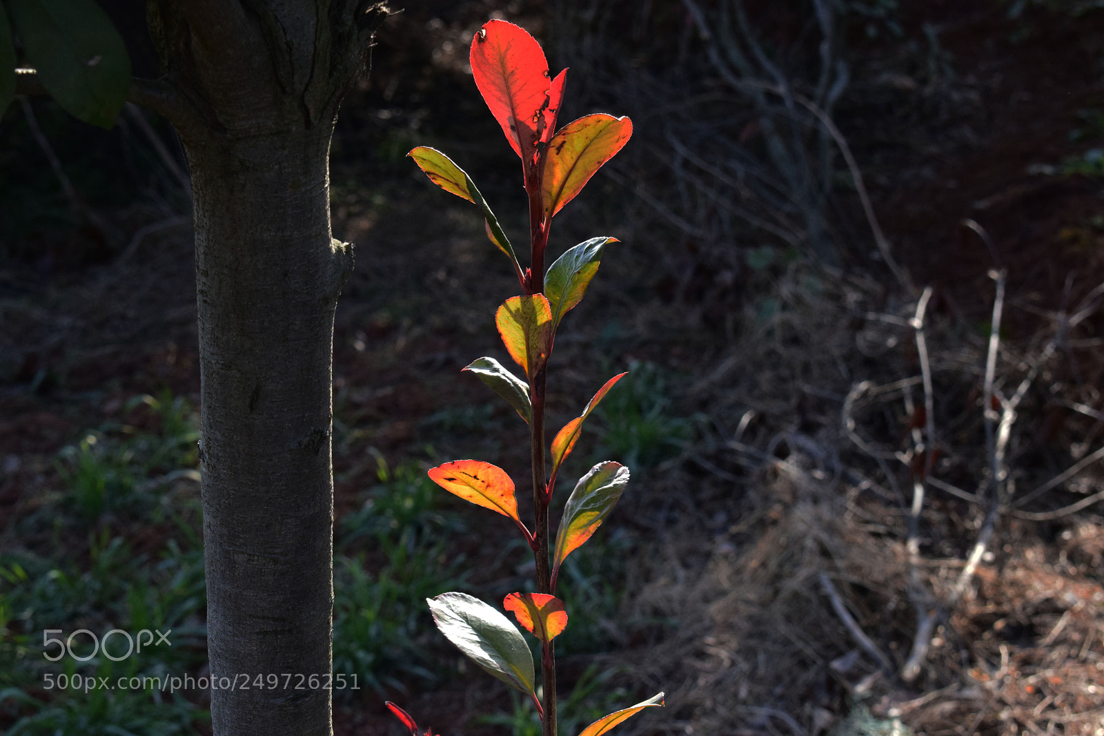 Nikon D5300 sample photo. 副本 photography