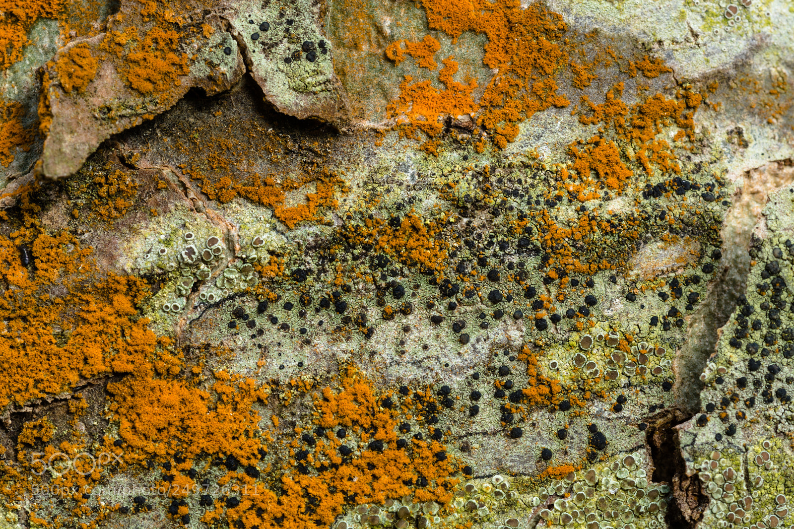 Nikon D7100 sample photo. Lichen ii photography