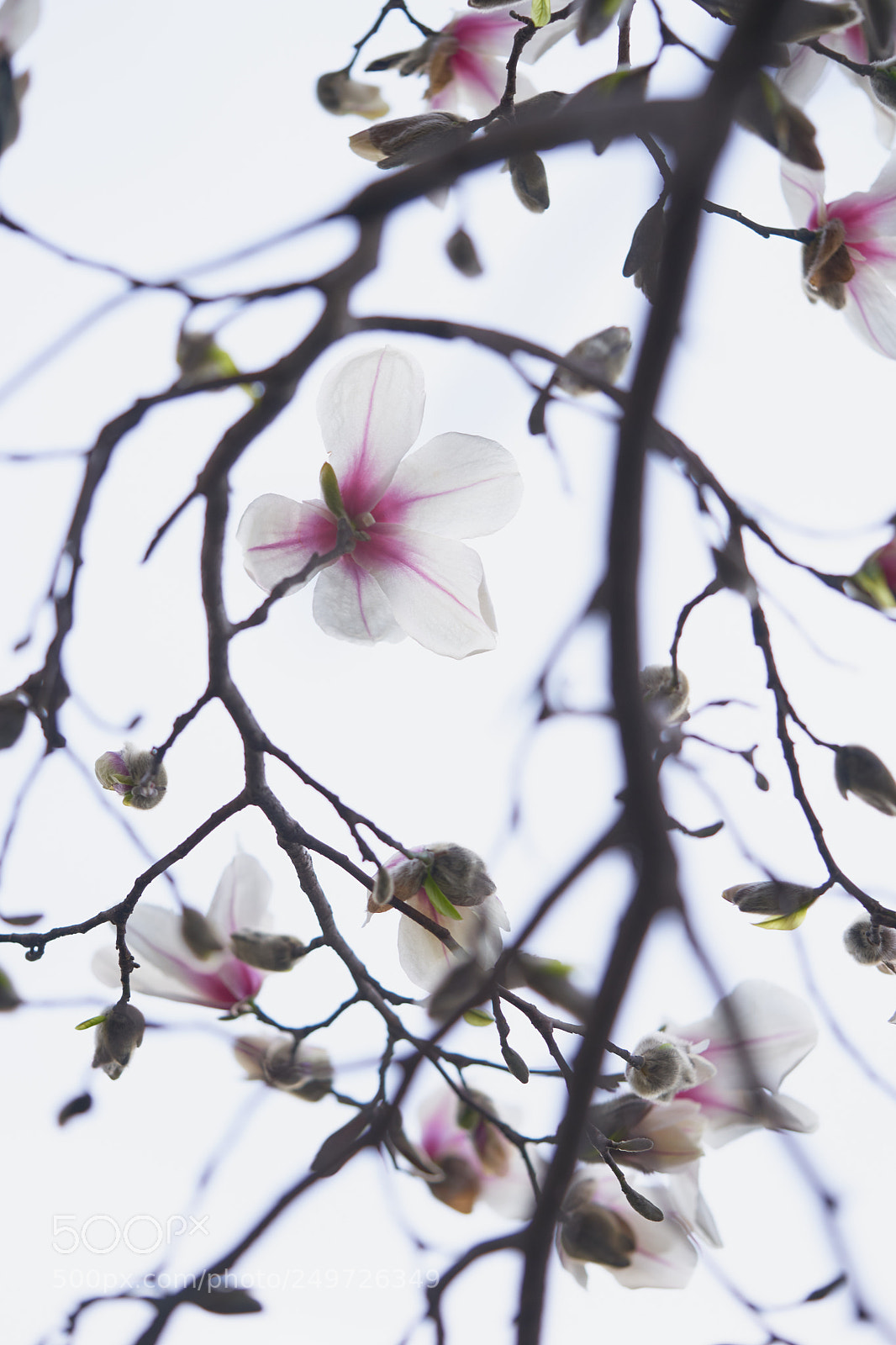Sony a7 sample photo. Flowers 6249 photography