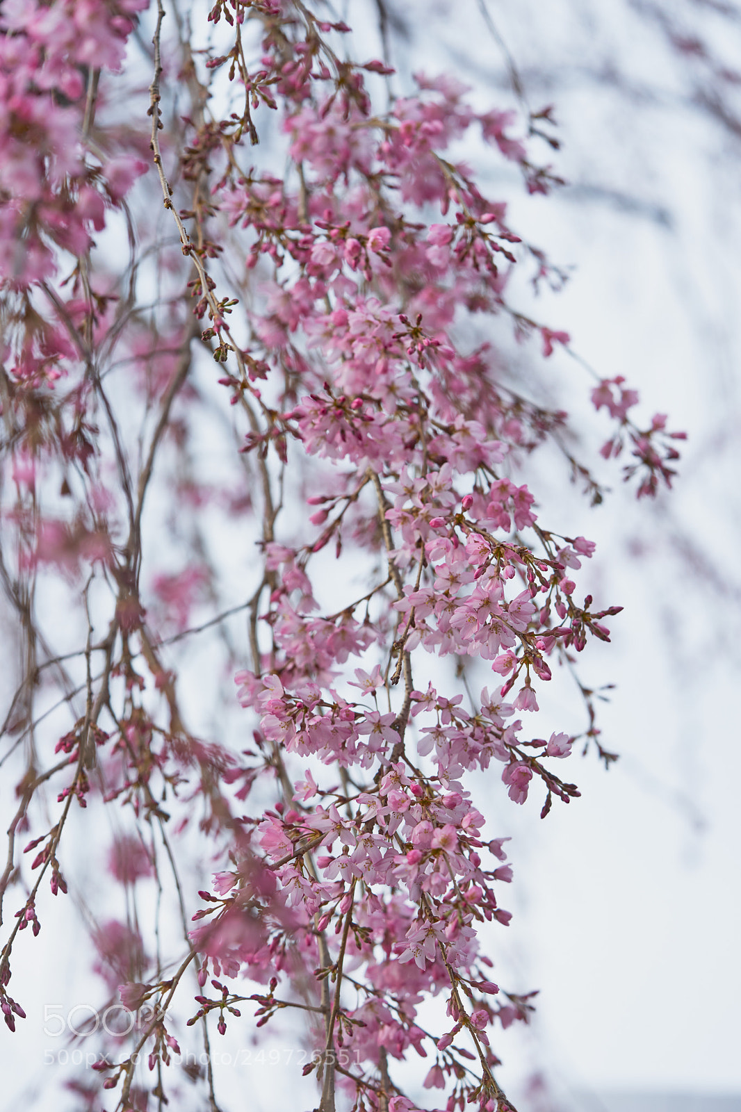 Sony a7 sample photo. Flowers 6250 photography