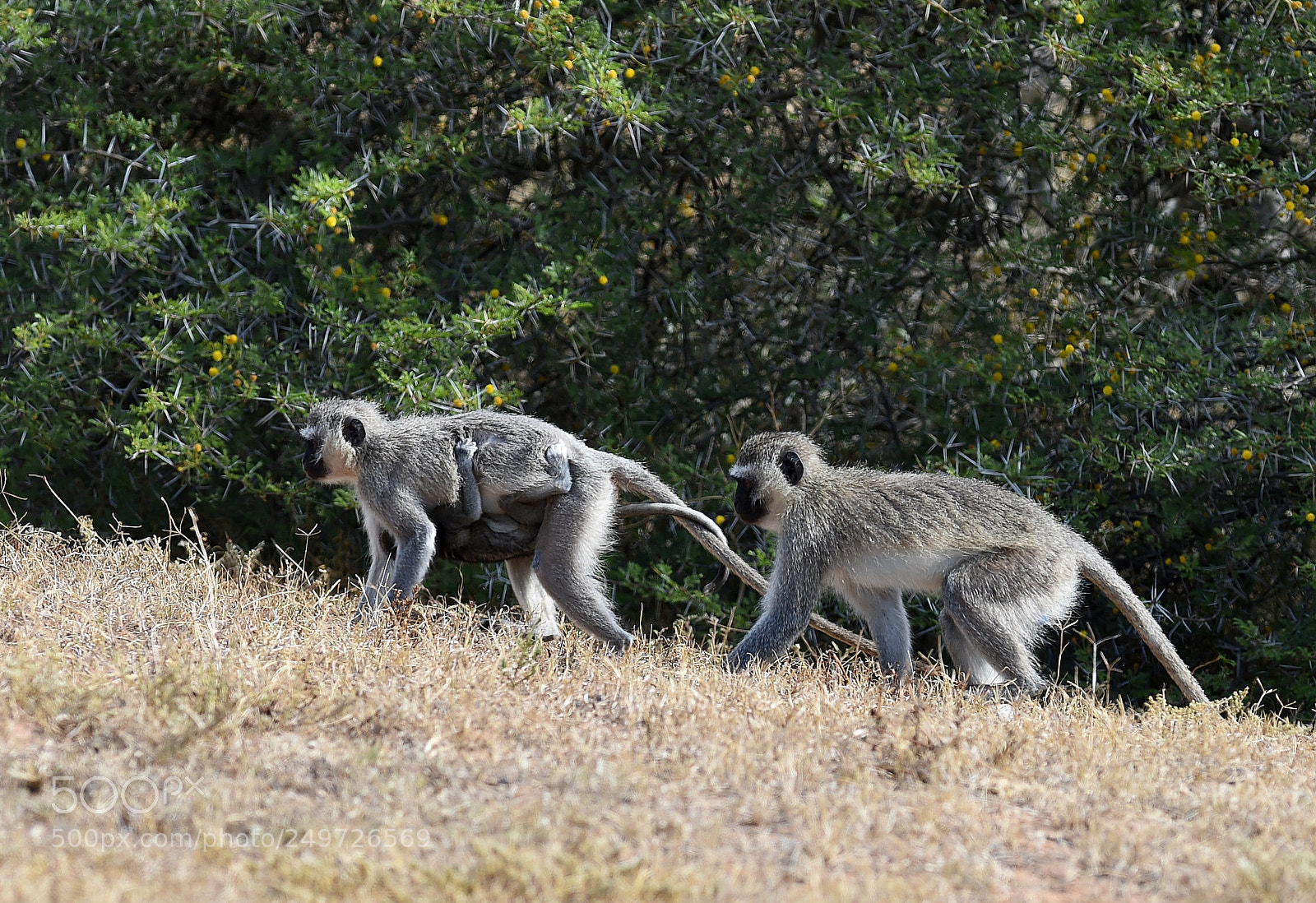 Nikon D4S sample photo. Hill climb piggy back photography