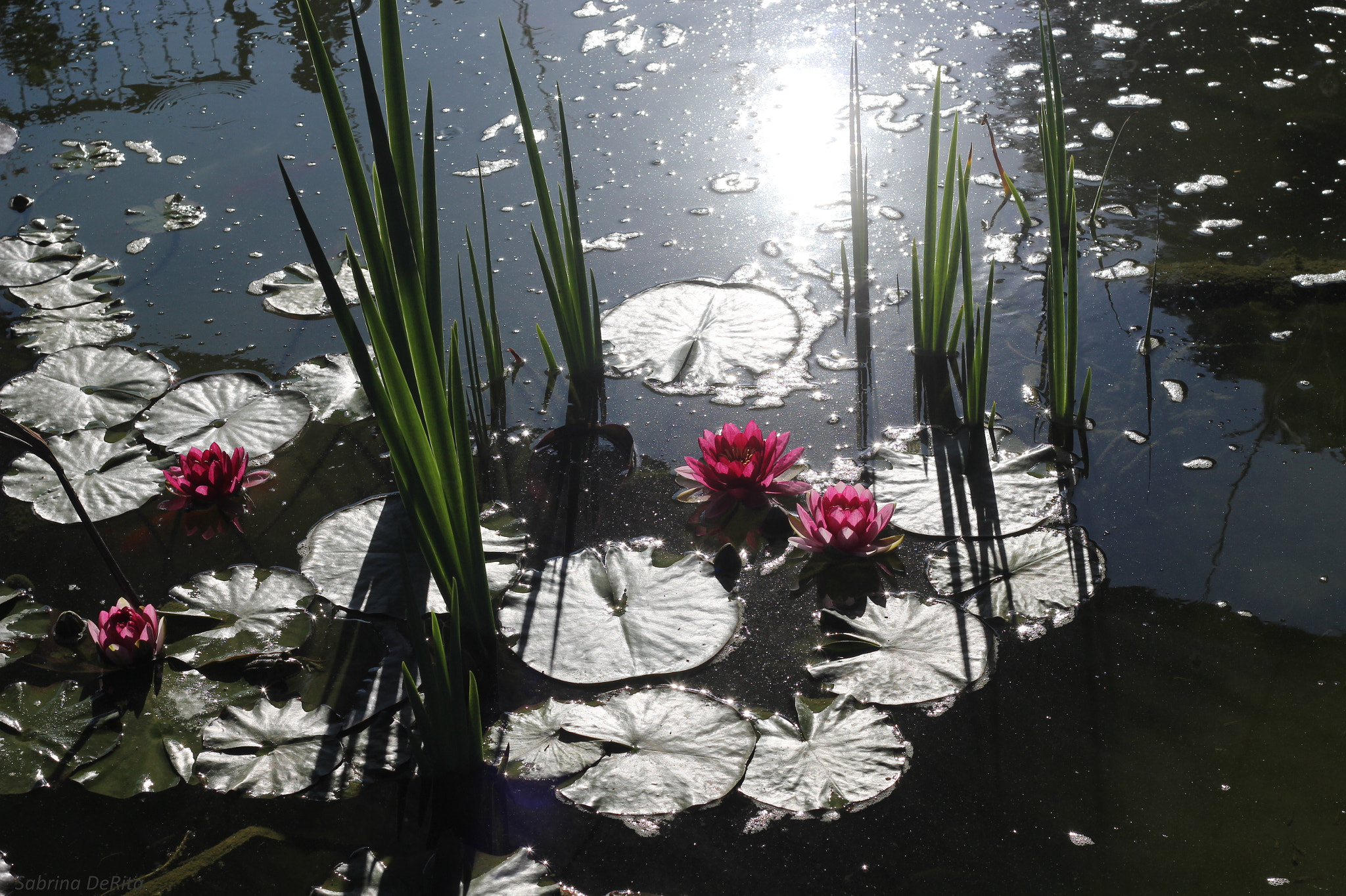 Canon EOS 700D (EOS Rebel T5i / EOS Kiss X7i) + Canon EF 50mm F1.8 II sample photo. Lily pond photography