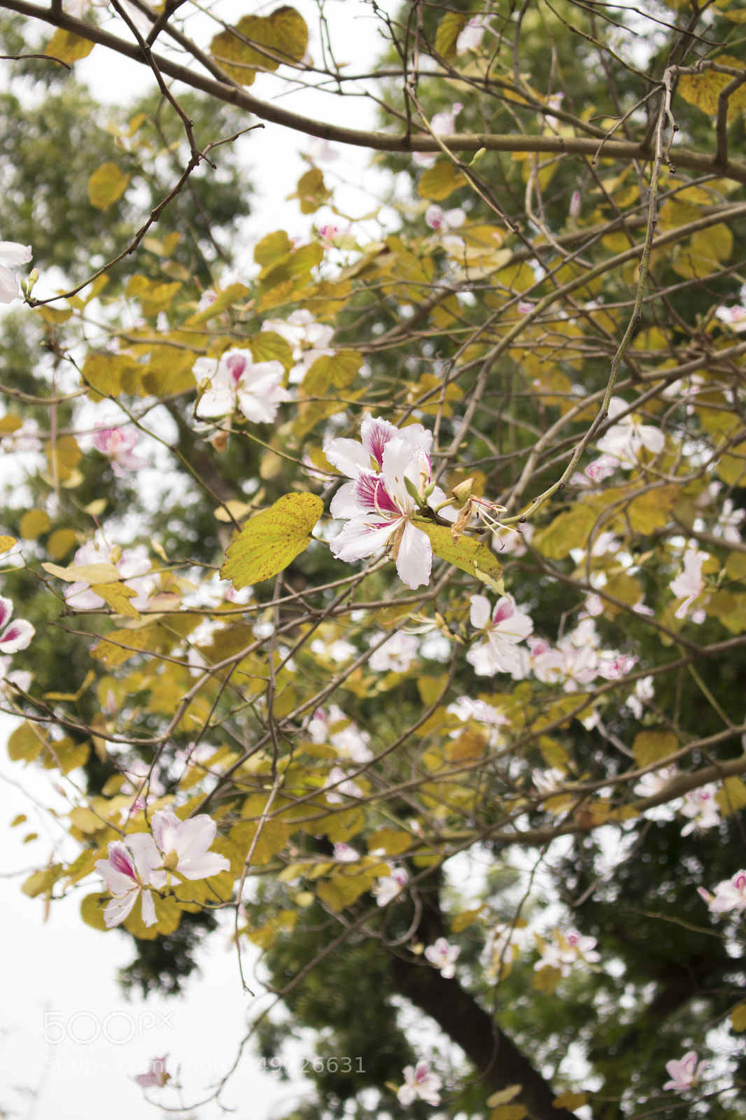 Canon EOS 750D (EOS Rebel T6i / EOS Kiss X8i) sample photo. Pink in mind photography