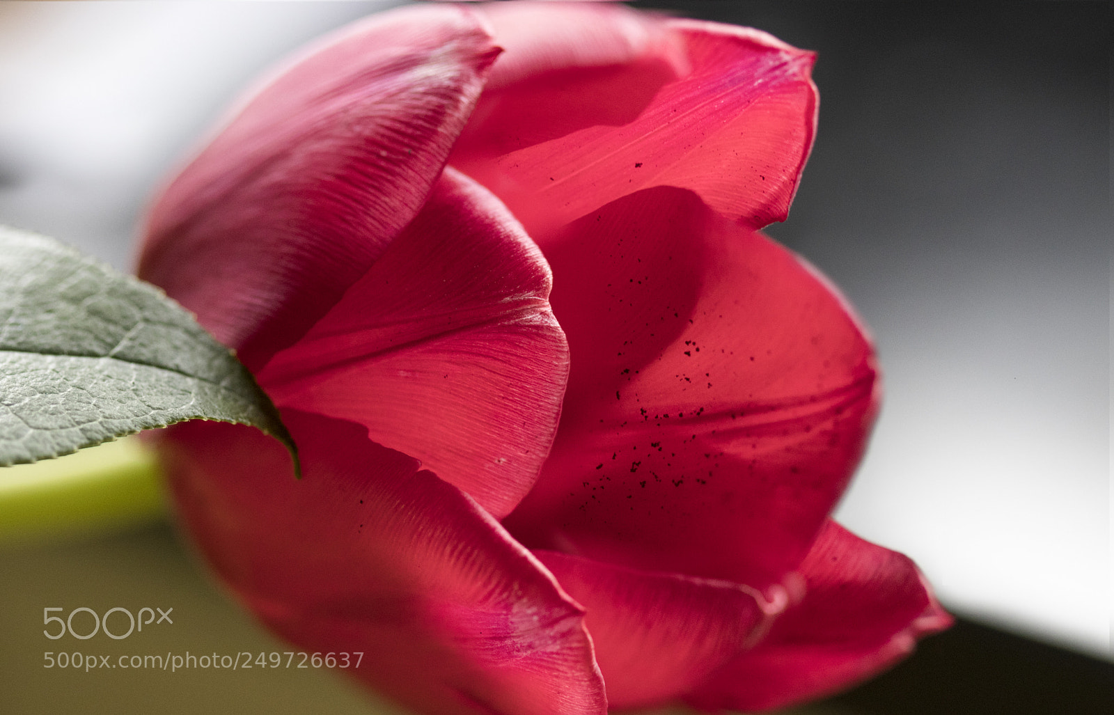 Canon EOS 80D sample photo. Rose photography