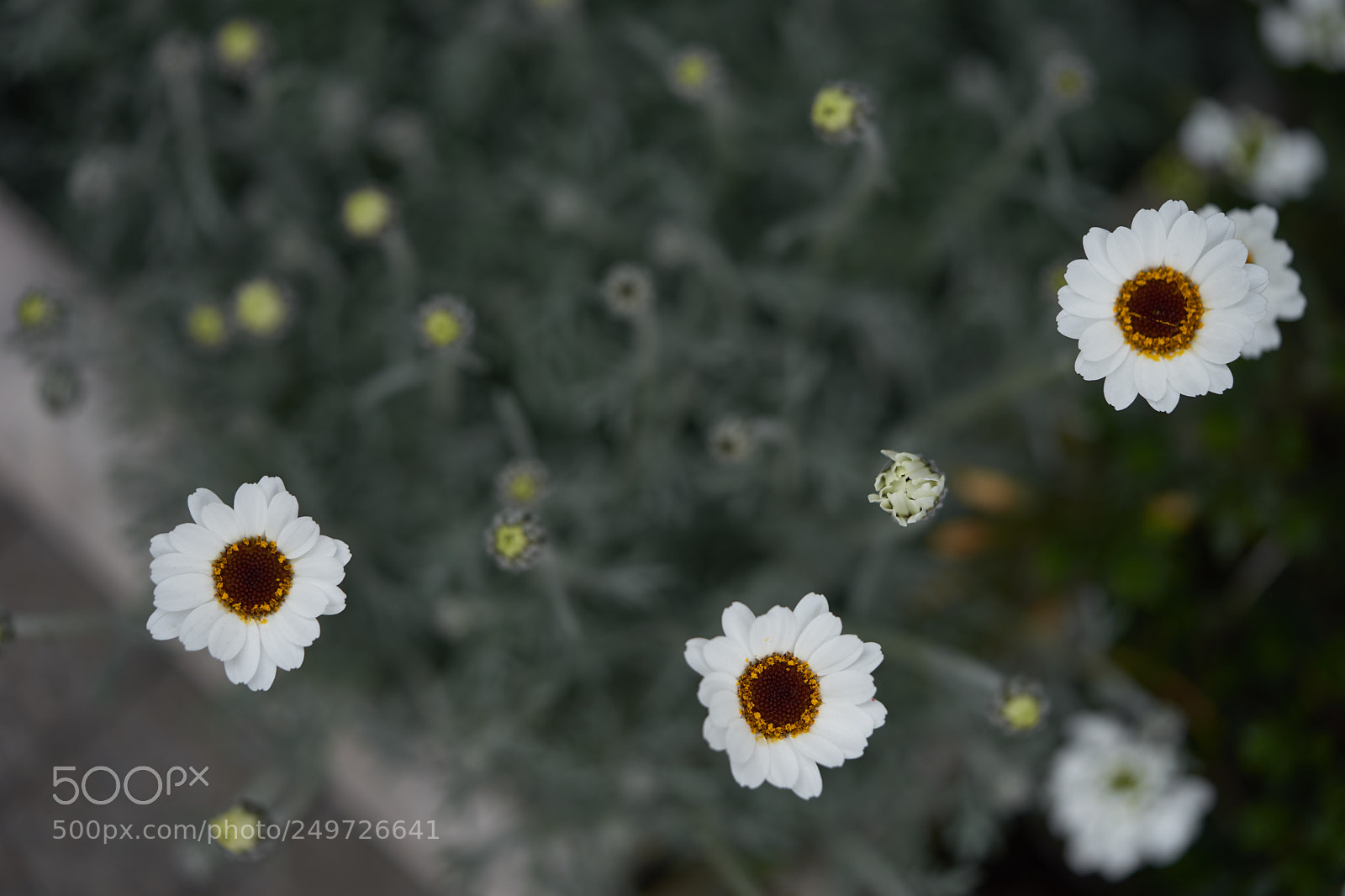 Sony a7 sample photo. Flowers 6251 photography