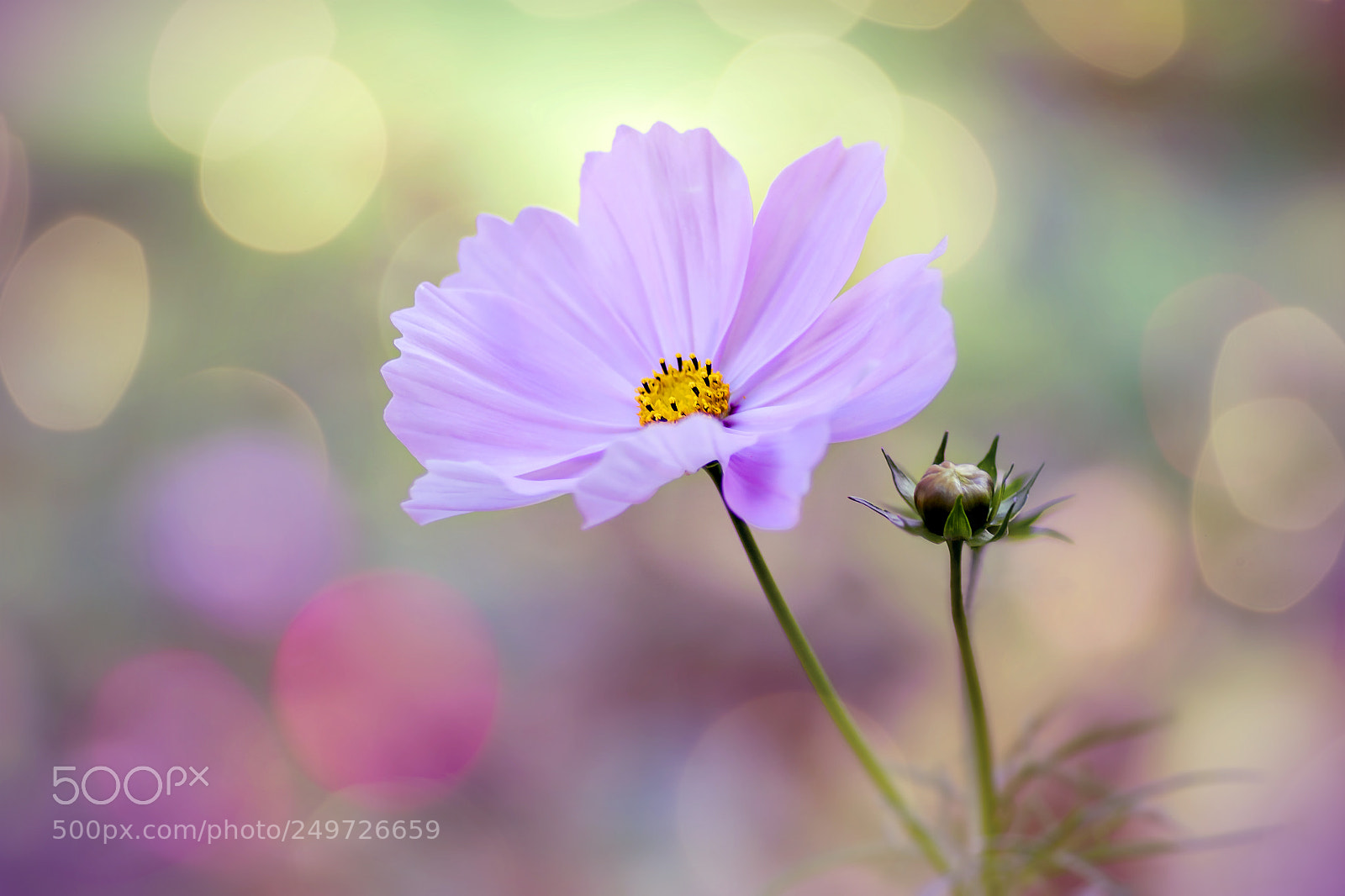 Canon EOS 50D sample photo. A flower photography