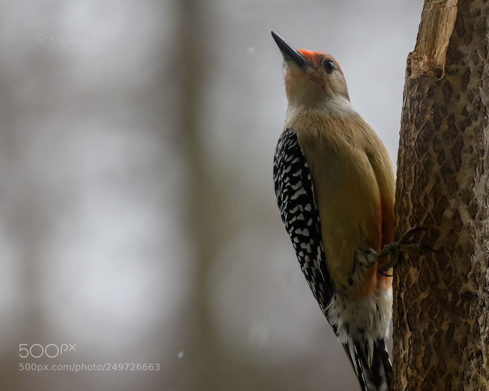 Nikon D500 sample photo. Red-bellied woodpecker photography